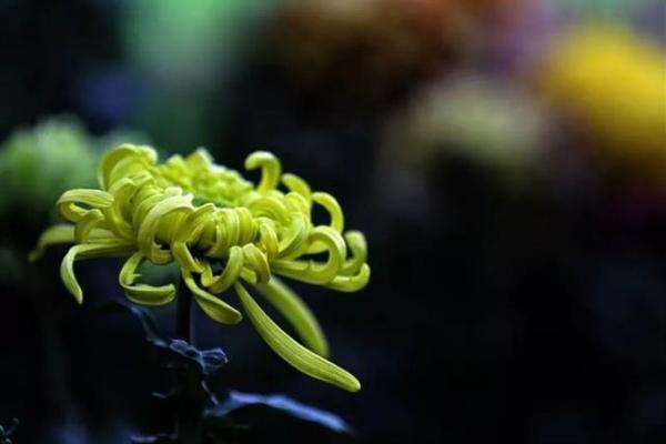 秋后菊花命:绽放在寒冬里的生命之美 秋后菊花命:绽放在寒冬里的生命之美