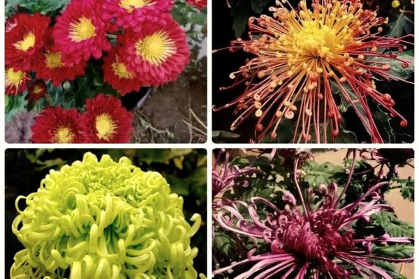 秋后菊花命:绽放在寒冬里的生命之美 秋后菊花命:绽放在寒冬里的生命之美