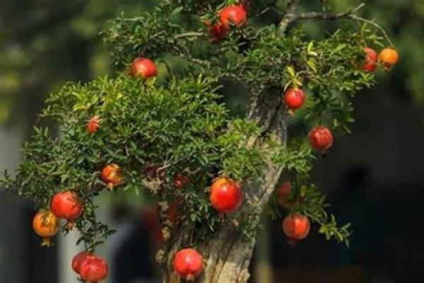 石榴木命用什么颜色手机壳最合适?带你了解五行与配色! 石榴木命用什么颜色手机壳最合适?带你了解五行与配色!