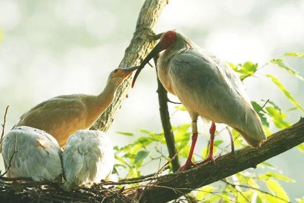 鸟与鸡的五行命理:揭示自然之灵的秘密 鸟与鸡的五行命理:揭示自然之灵的秘密
