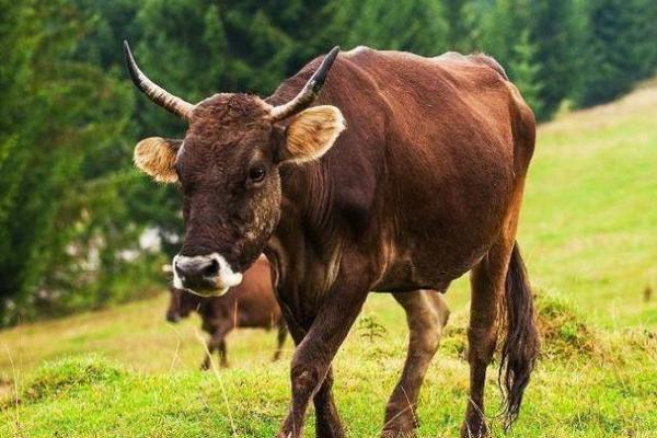 属牛7月出生的人命理解析:发现你的优势与潜力 属牛7月出生的人命理解析:发现你的优势与潜力