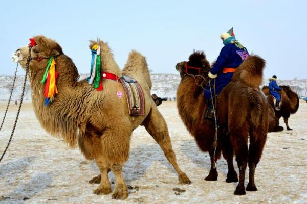 深入探讨骆驼命的文化寓意与人生哲学 深入探讨骆驼命的文化寓意与人生哲学