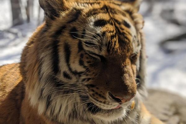 生肖虎:24岁后的命运与人生转折解析 生肖虎:24岁后的命运与人生转折解析