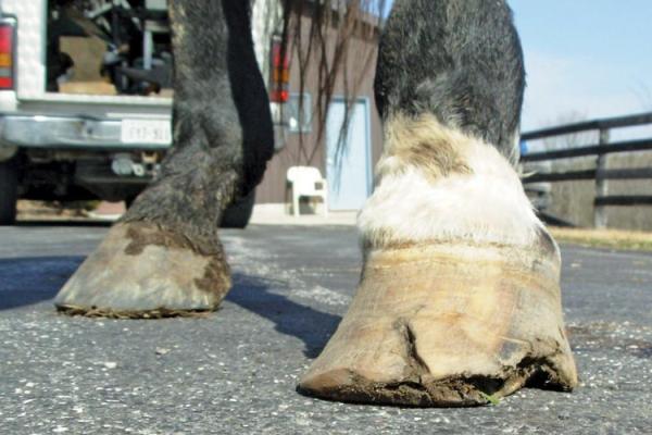 瘸腿的马:命格与命运的哲学思考 瘸腿的马:命格与命运的哲学思考