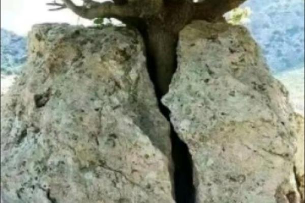 生命之根:从自然中汲取力量,扎根于心灵的深处 生命之根:从自然中汲取力量,扎根于心灵的深处