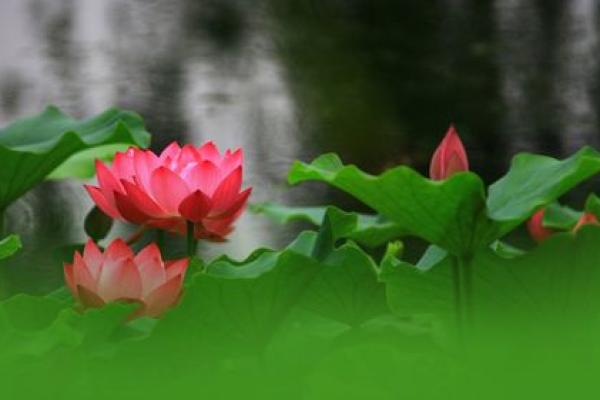 解读火命相克,如何巧妙应对生活中的挑战与机遇 解读火命相克,如何巧妙应对生活中的挑战与机遇