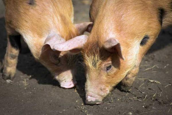 属猪八字命格解析:揭示你的性格与命运之路 属猪八字命格解析:揭示你的性格与命运之路