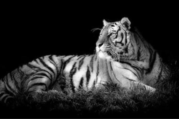 属虎午时出生的人命运解析:勇敢与智慧的交响曲 属虎午时出生的人命运解析:勇敢与智慧的交响曲