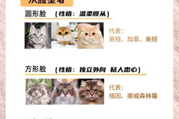 如何通过面相判断一个人命运的好坏?让我们一起探索面相的奥秘! 如何通过面相判断一个人命运的好坏?让我们一起探索面相的奥秘!