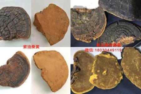 桑树木命与命理中的克制关系探讨