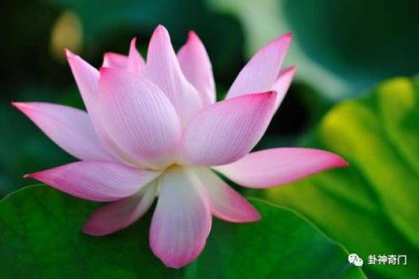 女命最克夫日柱解析:让婚姻变得更美好的智慧 女命最克夫日柱解析:让婚姻变得更美好的智慧