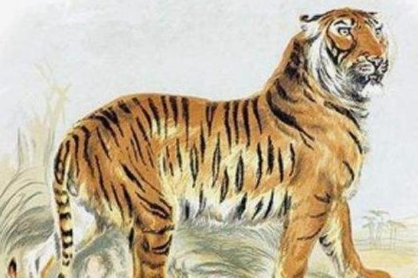 属虎1971年生人：金命解析与人生智慧分享