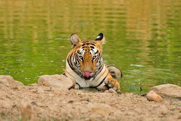 三十七岁属虎人命运解析:智慧与勇气的结合之路 三十七岁属虎人命运解析:智慧与勇气的结合之路