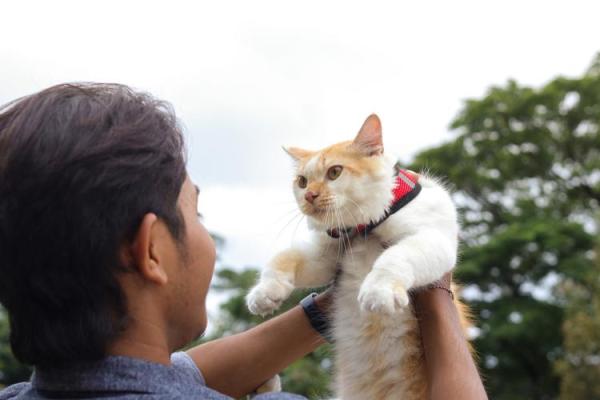 视猫如命的人：关于猫咪的深厚情感与独特生活方式