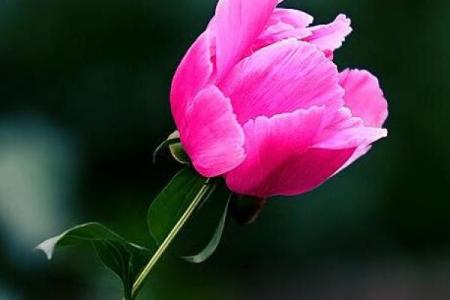 属猪农历正月出生的人命运分析：走向财富与幸福的旅程