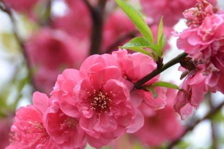 属羊2003年出生的命运分析：如何把握人生机遇