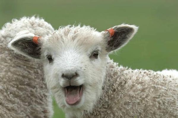 属羊火命的人适合从事哪些行业，如何找到自己的职业方向？