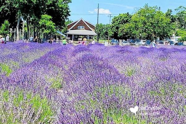 如何用紫色壁纸打造高雅与宁静的居家环境 如何用紫色壁纸打造高雅与宁静的居家环境