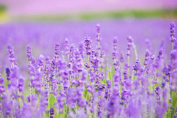 如何用紫色壁纸打造高雅与宁静的居家环境 如何用紫色壁纸打造高雅与宁静的居家环境