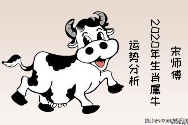 生肖牛36岁后的命运变化与生活感悟探讨 生肖牛36岁后的命运变化与生活感悟探讨