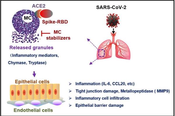 确诊新冠为何无法挽救生命:揭示隐藏在病毒背后的真相 确诊新冠为何无法挽救生命:揭示隐藏在病毒背后的真相