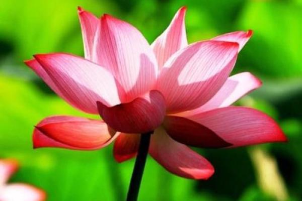 属牛的虎夜行,命运解读与人生启示 属牛的虎夜行,命运解读与人生启示