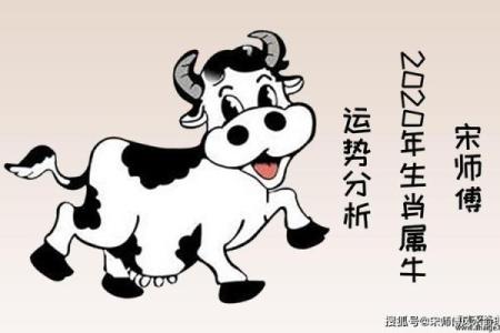 生肖牛36岁后的命运变化与生活感悟探讨