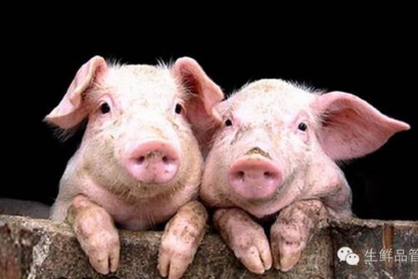 属相猪水命人佩戴神兽的指南与选择 属相猪水命人佩戴神兽的指南与选择