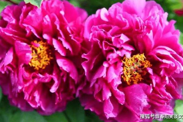 属猴的金牛座：命运的成功与幸福之道