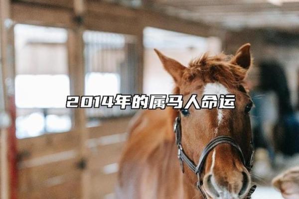 属马人在正月二十三的命运解析与人生启示 属马人在正月二十三的命运解析与人生启示