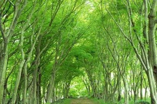 根据桑拓木命,适合发展的生意类型探讨 根据桑拓木命,适合发展的生意类型探讨