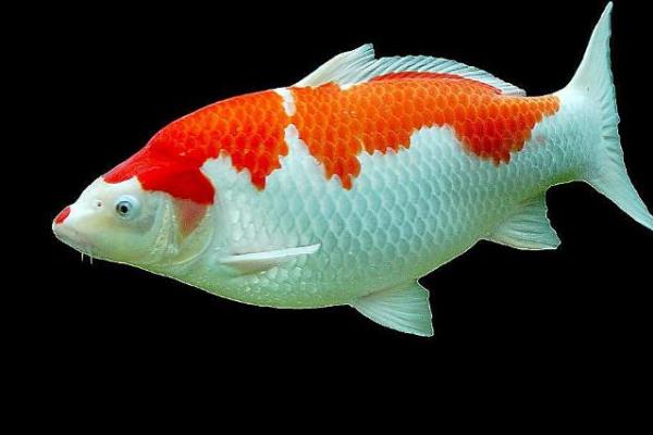 桑松木命适合养什么鱼?探索命理与养鱼的完美结合! 桑松木命适合养什么鱼?探索命理与养鱼的完美结合!