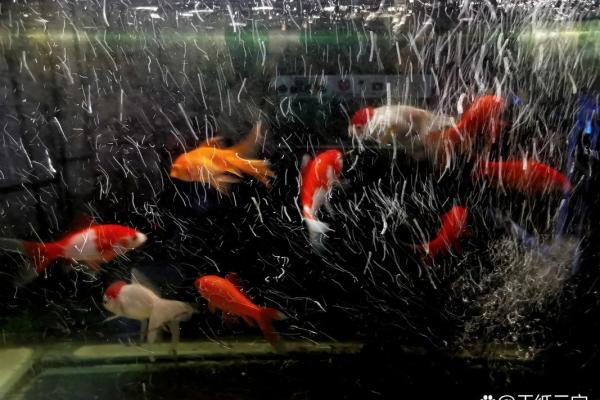 桑松木命适合养什么鱼?探索命理与养鱼的完美结合! 桑松木命适合养什么鱼?探索命理与养鱼的完美结合!