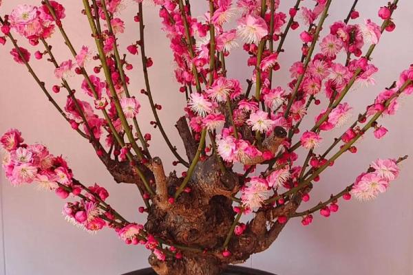 什么花代表一生富贵命?解密福气花卉背后的传奇故事 什么花代表一生富贵命?解密福气花卉背后的传奇故事