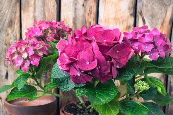 什么花代表一生富贵命?解密福气花卉背后的传奇故事 什么花代表一生富贵命?解密福气花卉背后的传奇故事