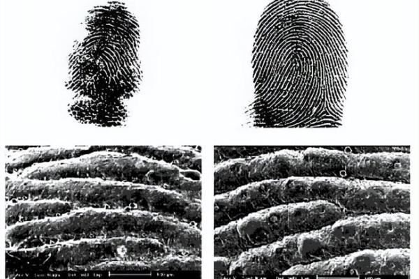 手指上的五个斗,揭示你命运的秘密 手指上的五个斗,揭示你命运的秘密
