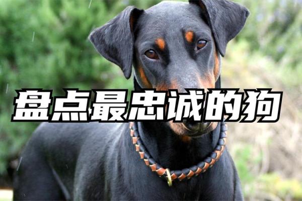 属狗的17岁命运:聪明、忠诚与追梦的旅程 属狗的17岁命运:聪明、忠诚与追梦的旅程