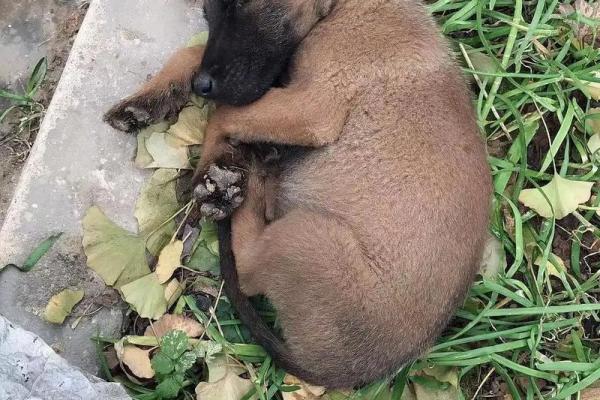 属狗的17岁命运:聪明、忠诚与追梦的旅程 属狗的17岁命运:聪明、忠诚与追梦的旅程