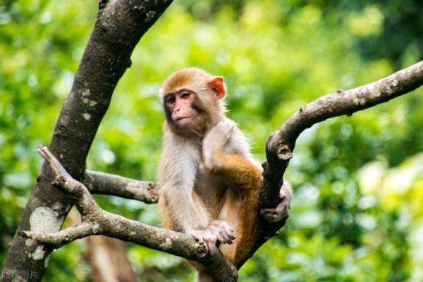 属猴的66岁命运解析：智慧与挑战共存的精彩人生