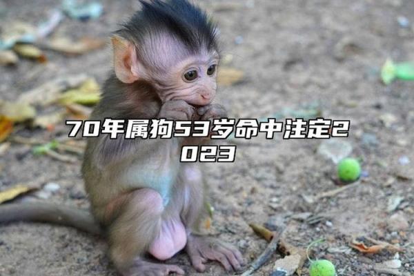 山头火命属狗:最默契的命理搭档揭密! 山头火命属狗:最默契的命理搭档揭密!