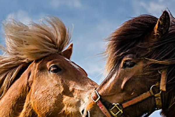 农历五月出生的人:命运与性格的奇妙结合 农历五月出生的人:命运与性格的奇妙结合