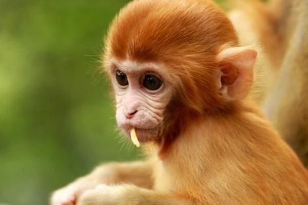 属猴人的真命贵人解读:谁是你命中注定的伙伴? 属猴人的真命贵人解读:谁是你命中注定的伙伴?