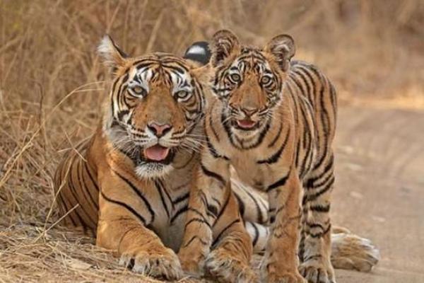 属虎二月初二出生的命运解析:探寻个性与人生之路 属虎二月初二出生的命运解析:探寻个性与人生之路