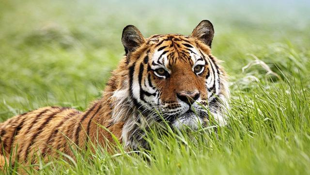 属虎二月初二出生的命运解析:探寻个性与人生之路 属虎二月初二出生的命运解析:探寻个性与人生之路