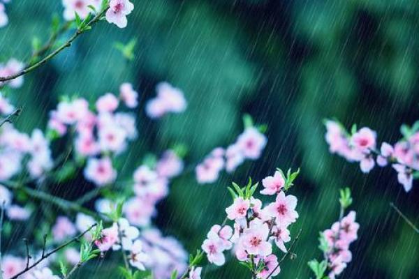 不适合养花的人群解析:揭示哪些命理特征让你与花卉无缘 不适合养花的人群解析:揭示哪些命理特征让你与花卉无缘