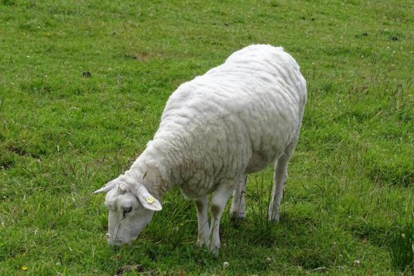 属牛25岁后命运如何?揭秘牛人的人生轨迹与发展方向! 属牛25岁后命运如何?揭秘牛人的人生轨迹与发展方向!