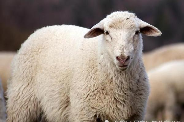 属羊男1991年命运分析:性格特征与人生方向探讨 属羊男1991年命运分析:性格特征与人生方向探讨