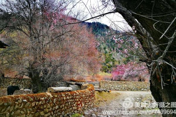 生肖马的三生三世:命运的旅程与灵魂的追寻 生肖马的三生三世:命运的旅程与灵魂的追寻