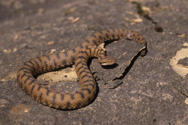 揭秘真蛇命：不同月份出生的蛇性格与命运