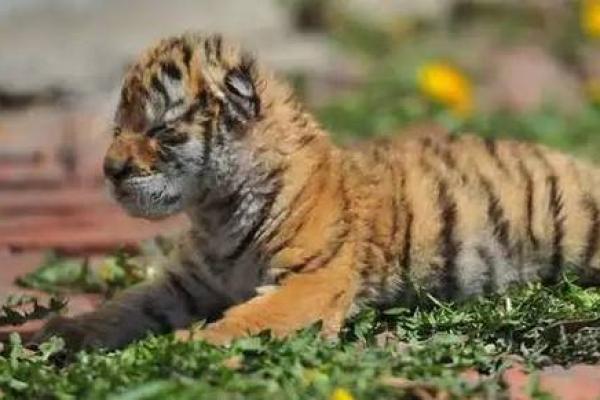 属虎5月出生的人，他们的命运与性格大揭秘！